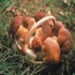Cepes mushrooms